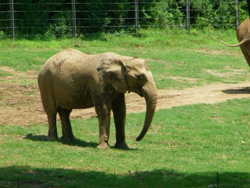 zoo elephant nature