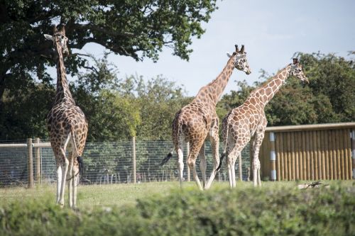 zoo wildlife giraffes