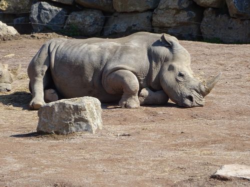 rhino zoo africa