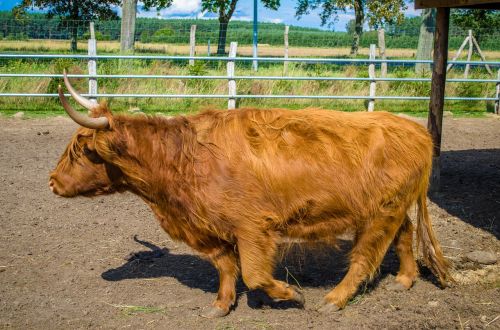 zoo bull cow