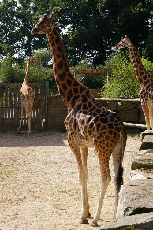 zoo animals giraffe