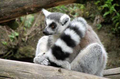 zoo ring-tailed lemur monkey