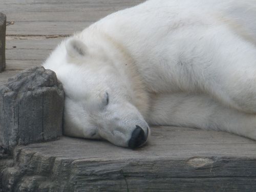 zoo polar bear wildlife