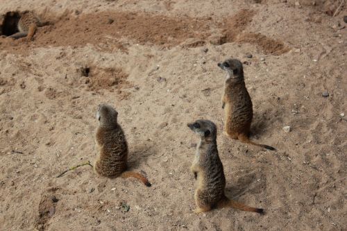 zoo the meerkats animals