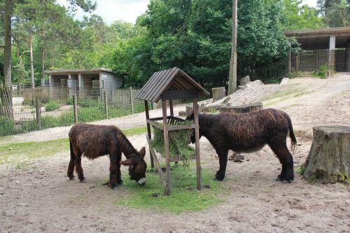 zoo donkeys animals