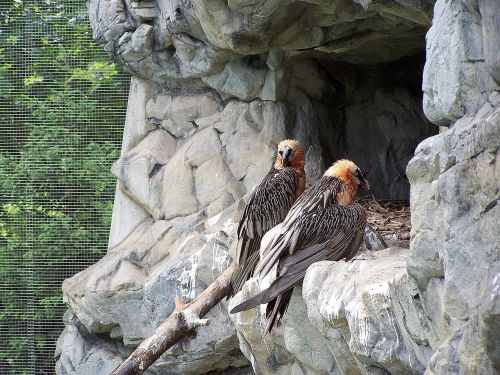 zoo innsbruck alpine zoo