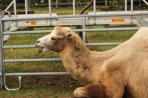 zoo camel circus