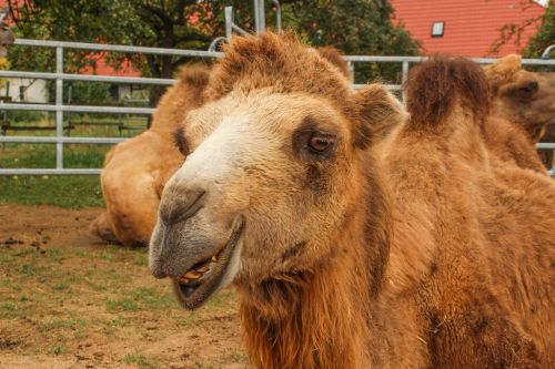 zoo camel circus