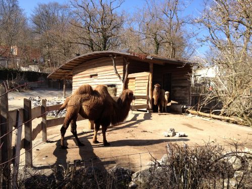 zoo camel zurich
