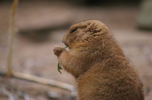 zoo animal mammal