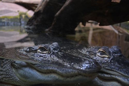 zoo crocodile vivarium