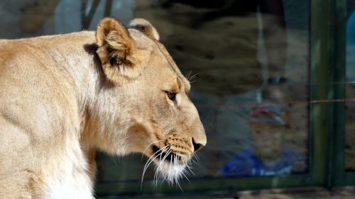zoo animals lion