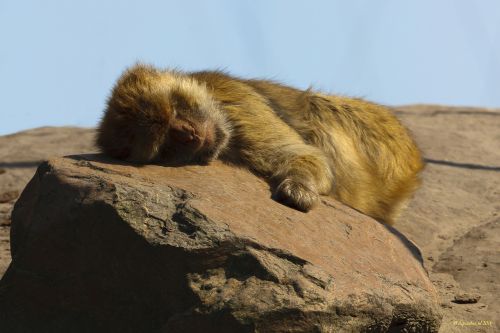 zoo monkey sleep