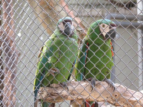zoo birds macaws