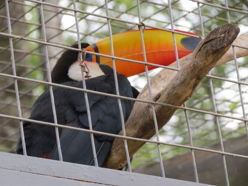 zoo bird toucans
