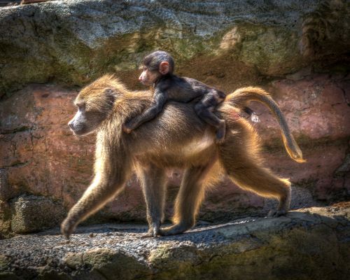 zoo baboon monkey