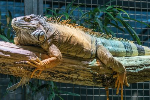 zoo iguana scale