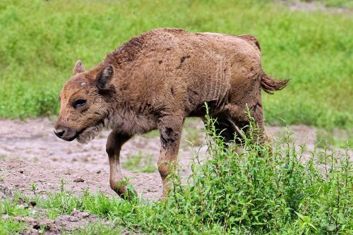 zoo lüneburg heath bison