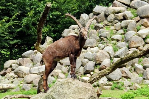 zoo lüneburg heath animal