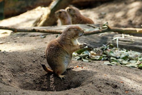 zoo lüneburg heath animal