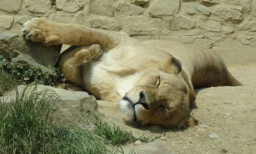 zoo lion predator