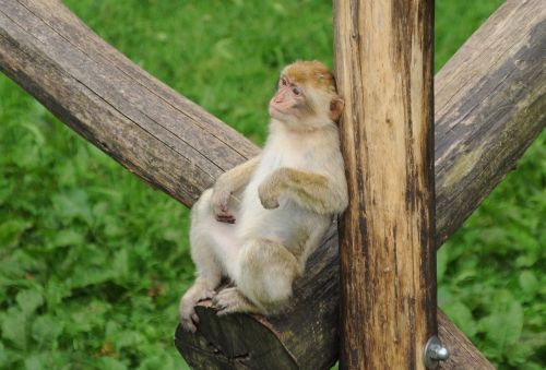 zoo monkey observing