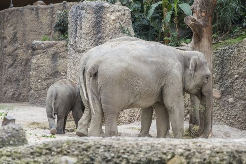 zoo elephant cub