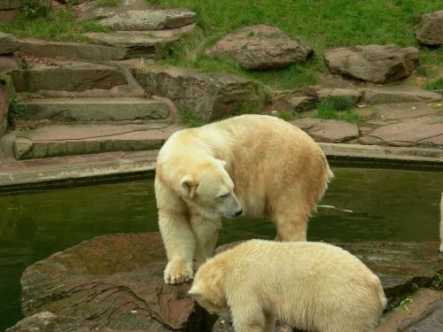 zoo animal polar bear