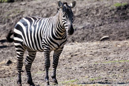 zoo zebra animal