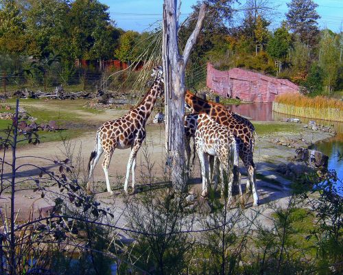 zoo giraffes brown white