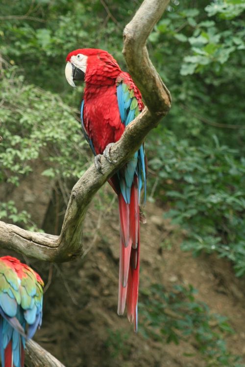 zoo bird parrots