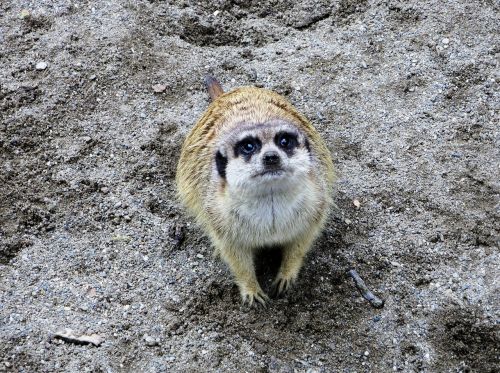 zoo wildlife photography meerkat