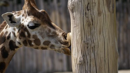 zoo giraffe leipzig