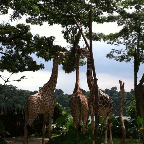 zoo giraffes trees