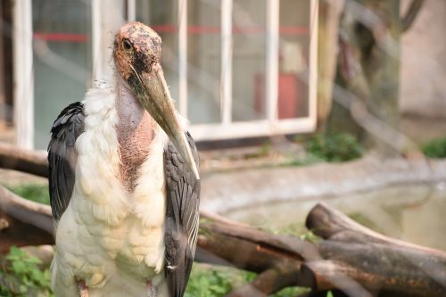 zoo bird summer