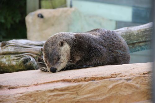 zoo nature otter