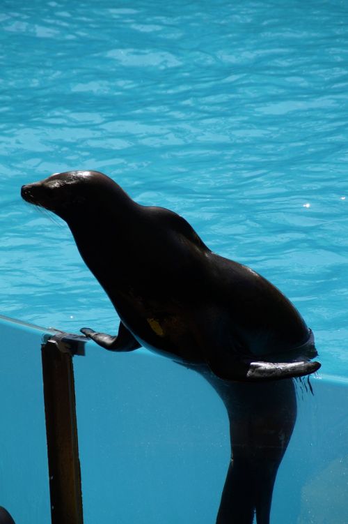 zoo sea lion strong