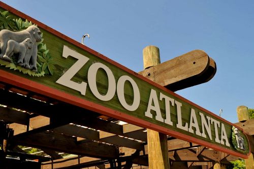 zoo atlanta wildlife