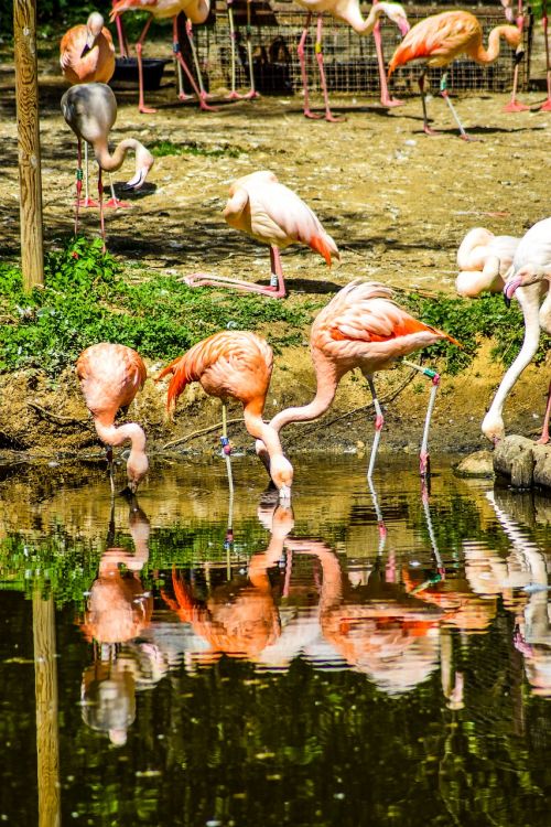 zoo paugres ardeche