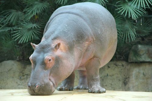 zoo animals hippo