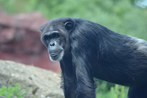 zoo close chimpanzee