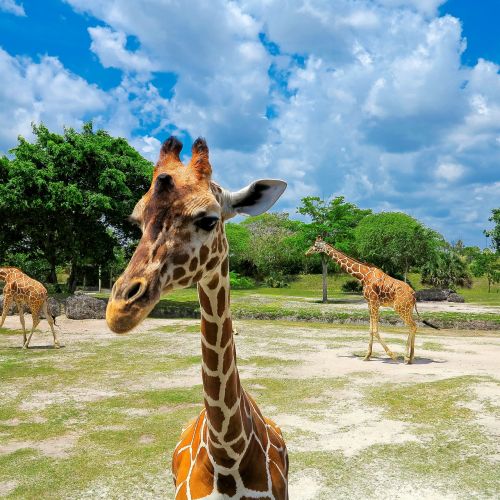 zoo giraffe animal