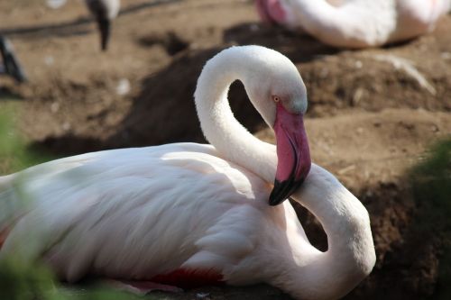 zoo flamingo bird