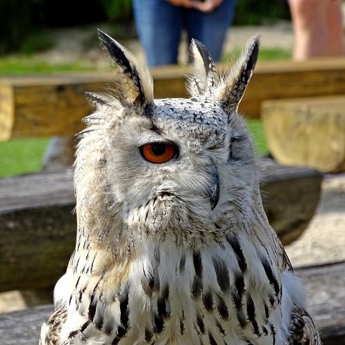 zoo falkner owl