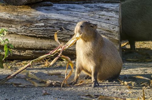 zoo tiergarten vienna