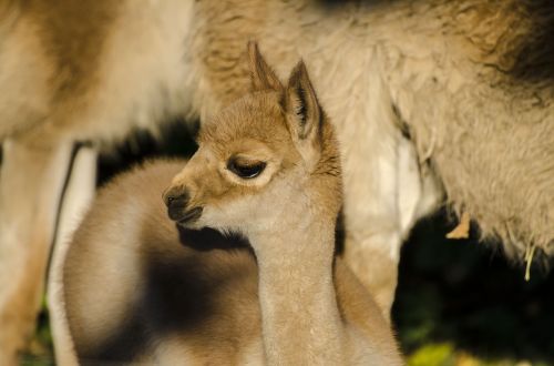 zoo tiergarten vienna