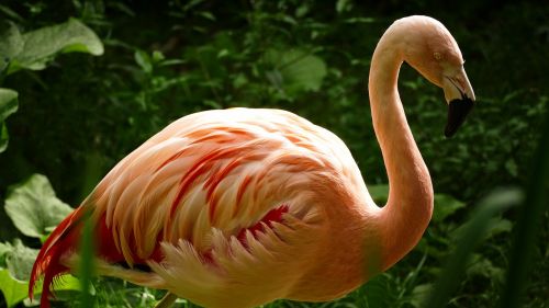 zoo flamingo water bird