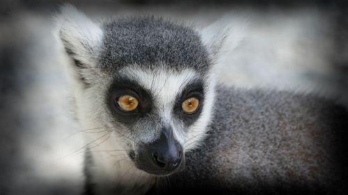 zoo monkey ring tailed lemur