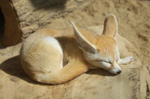 zoo desert fox fox