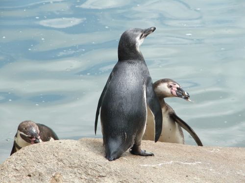 zoo pilsen penguin